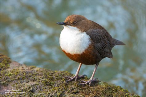 White-throated Dipper | Bird pictures, Animals beautiful, Beautiful birds