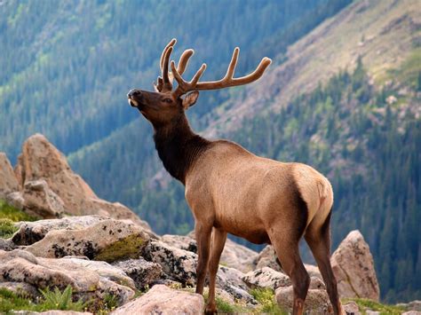 Where to see wildlife in Rocky Mountain National Park