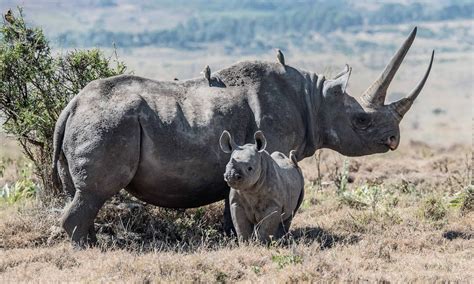 Endangered African Black Rhino numbers on the rise amid conservation ...