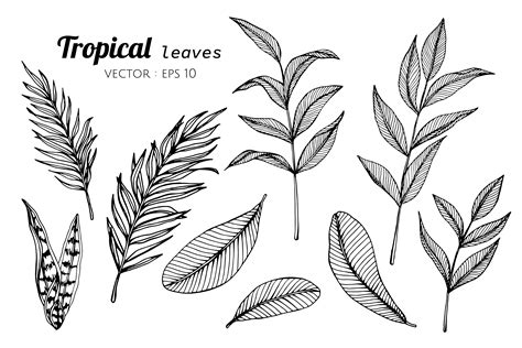 Collection set of Tropical leaves drawing illustration. 417370 Vector ...