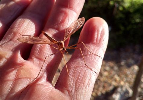 Giant Mosquito? Mosquito-Eater? Nope, It’s a Crane Fly! | News | San ...