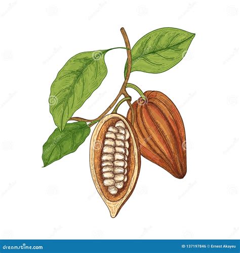 Hand Drawing Isolated Cocoa Beans. Vector Illustration | CartoonDealer ...