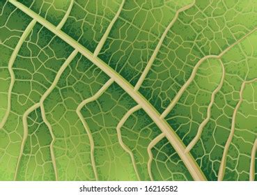 Vector Illustration Leaf Texture Stock Vector (Royalty Free) 16216582 ...