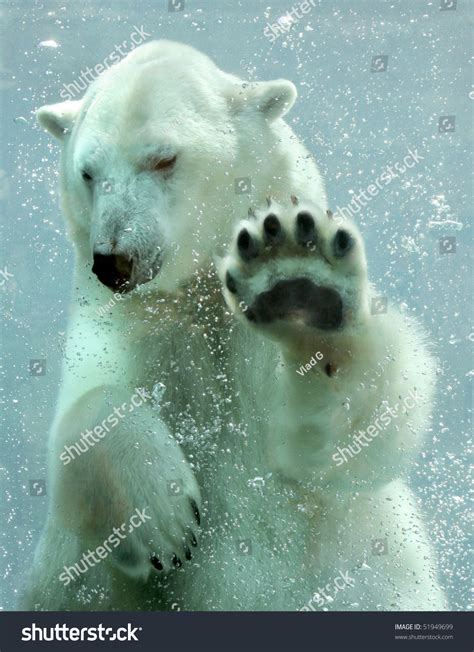 Polar Bear Underwater Stock Photo 51949699 - Shutterstock