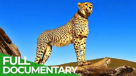 South Africa - On the Cape of Wild Animals | Free Documentary Nature ...