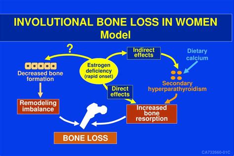 PPT - ESTROGEN ACTION, BONE CELL FUNCTION, AND OSTEOPOROSIS PowerPoint ...