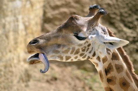 107 Animal Facts That Might Change The Way You See Animals | Giraffe ...