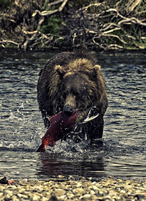 Alaskan bear fishing stock image. Image of fish, peninsula - 108436649