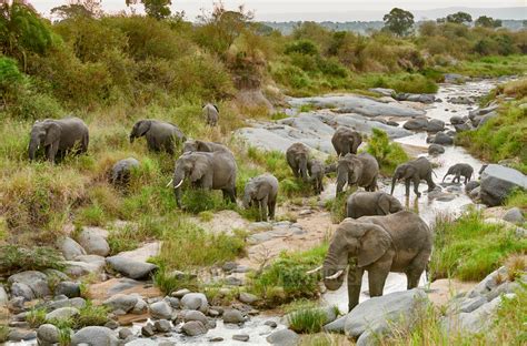 travel4pictures | African elephants, Serengeti 2021