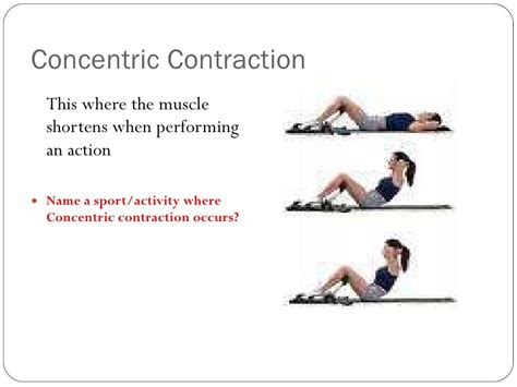 Muscle contraction types and all or none law