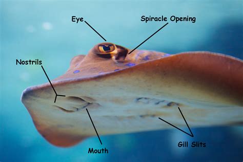 Anatomy Of A Stingray - Anatomical Charts & Posters