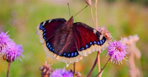 10 Most Beautiful Insects in the World - AZ Animals