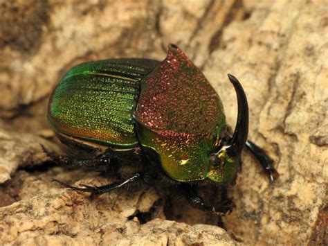 Rainbow Scarab Beetle: Identification, Life Cycle, Facts & Pictures