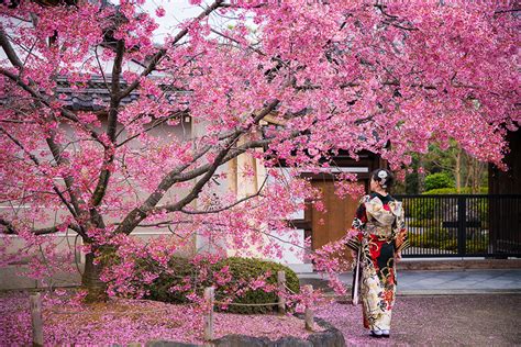 Kyoto Cherry Blossom Guide & Sakura Viewing Tips - Travel Caffeine