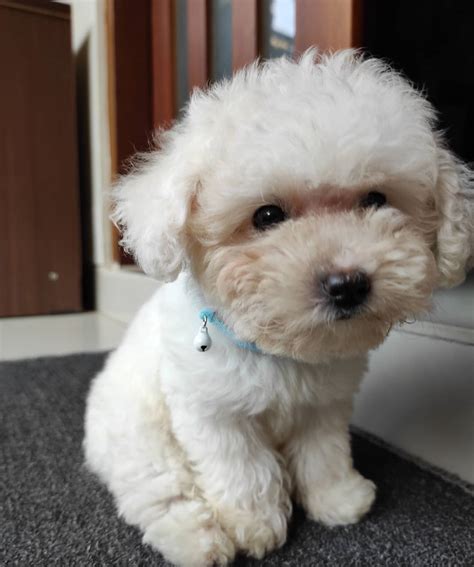 White Toy Poodle Puppies