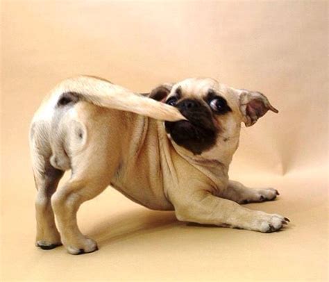 Puggie tail | Cute pugs, Pugs funny, Pug puppies