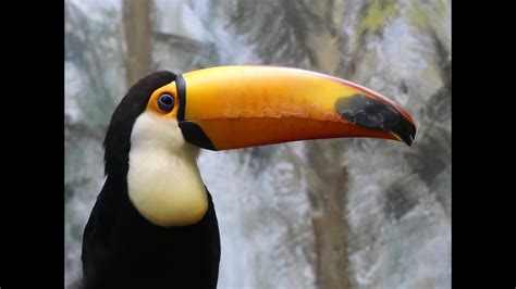 Amazing tropical bird - TOUCAN - YouTube