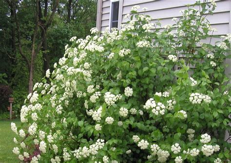 Blue Muffin Viburnum - Grasshopper Gardens