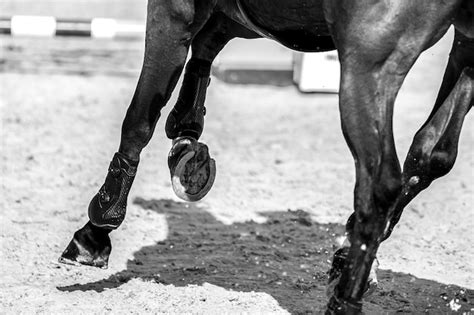 Premium Photo | Equestrian horse jumping competition show jumping ...