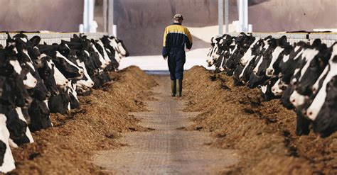 Quality disinfection for your dairy farm | Neogen