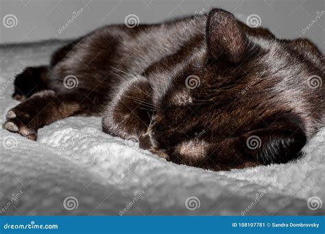 A Cute Black Cat is Sleeping on the Bed Stock Image - Image of ears ...