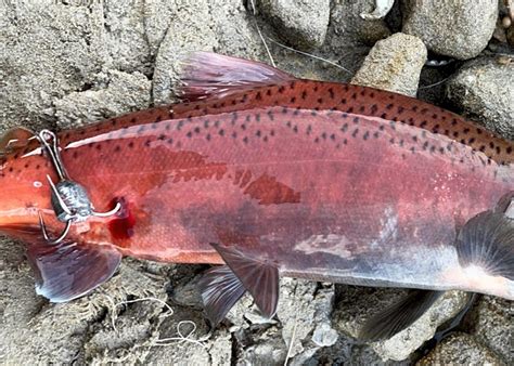 Snagging Kokanee Salmon - Kokanee Fishing