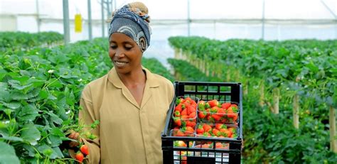 Ethiopia Employing Strategies to Nurture Agriculture and Agro-Industries