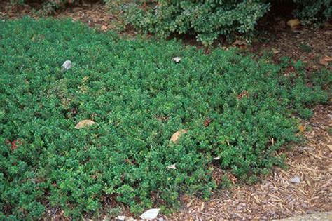 Arctostaphylos uva-ursi (Bearberry) - NATIVE, low- and dense-growing ...