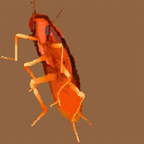 Roach Dancing GIF – Roach Dancing Cockroach – discover and share GIFs