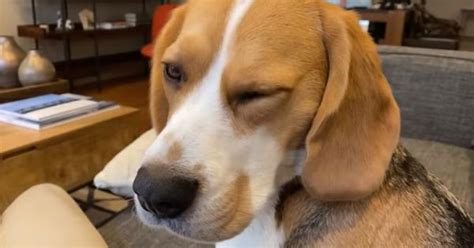 Video: Oliver the beagle has a unique way of responding to questions ...