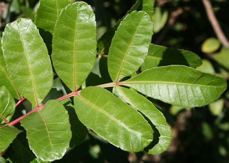 Brazilian pepper tree facts and health benefits