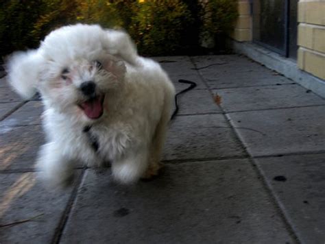 Training your Puppy is Easy, with a Little Help - All About Bichon Frises