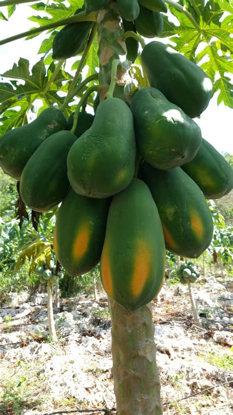 Dwarf Papaya Carica Papaya Papaya Fruit Tree Seeds | Etsy