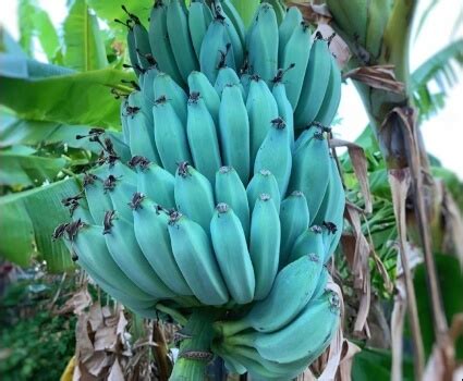 Blue Java Banana | Grow & Care Guide - Sumo Gardener