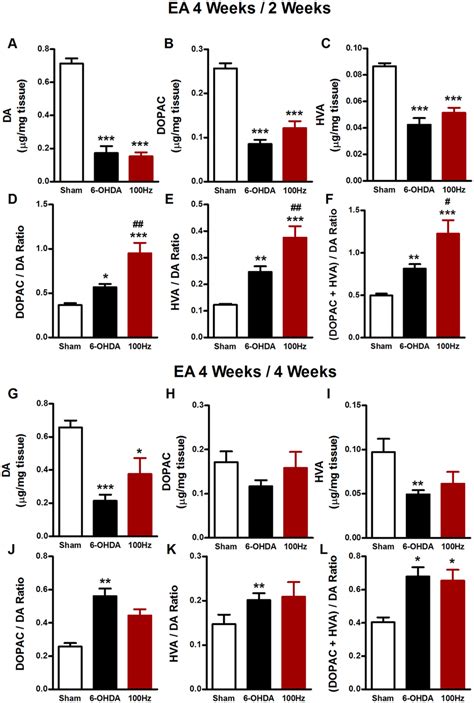 Dopamine and its metabolites in the striatum at the 2nd and 4th week ...