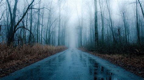 Foggy, rainy road in winter | Rain wallpapers, Forest road, Foggy forest