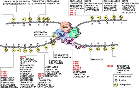 Frontiers | The Role of Histone Protein Acetylation in Regulating ...