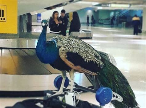 Airline tells peacock you can't fly - WHYY