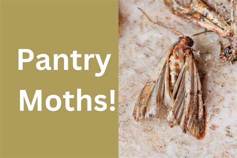 What Attracts Pantry Moths: Facts and Prevention Tips – Home Clean Expert