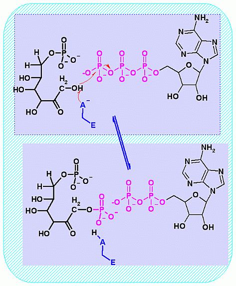 Phosphofructokinase