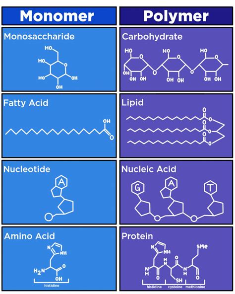 How Do Macromolecules Form? — Overview & Process - Expii