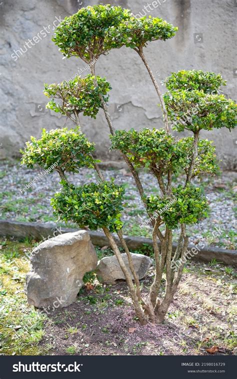 Buxus Sempervirens Botanical Garden Example Topiary Stock Photo ...