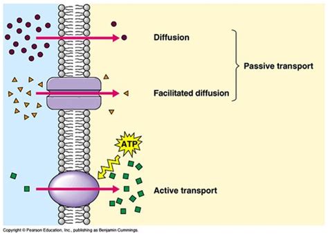 Bulk Transport Diagram