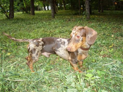 Blue Merle Dachshund Mix