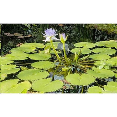 Nymphaea Capensis Purple Seeds (Cape Blue Water Lily Seeds)