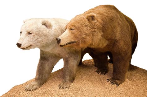 Grizzly-polar Bear Hybrid Specimen #1 Photograph by Natural History ...