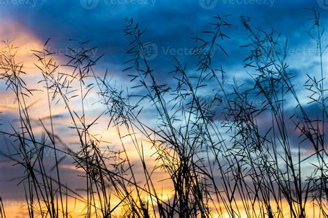 Black silhouette of grass background.. 35465034 Stock Photo at Vecteezy