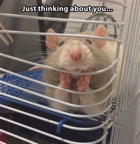 Pin by 태태 ♡ on Random Memes | Pet rats, Cute rats, Funny animal pictures