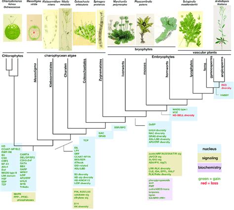 Plant Evolution Diagram