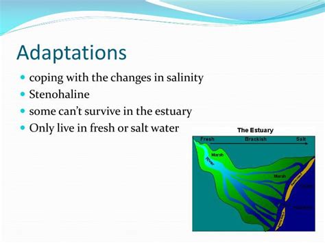 PPT - Estuary Biome PowerPoint Presentation - ID:1757950